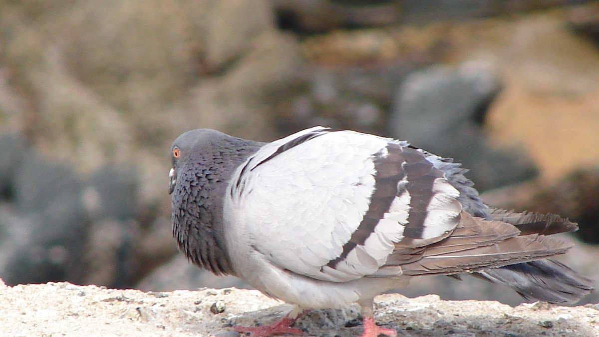 Rock Pigeon (Feral Pigeon) - COA  Valparaíso