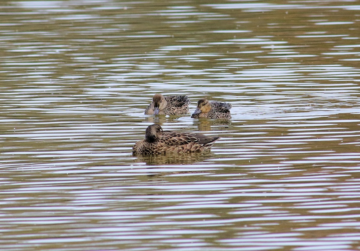 Green-winged Teal - ML73457101
