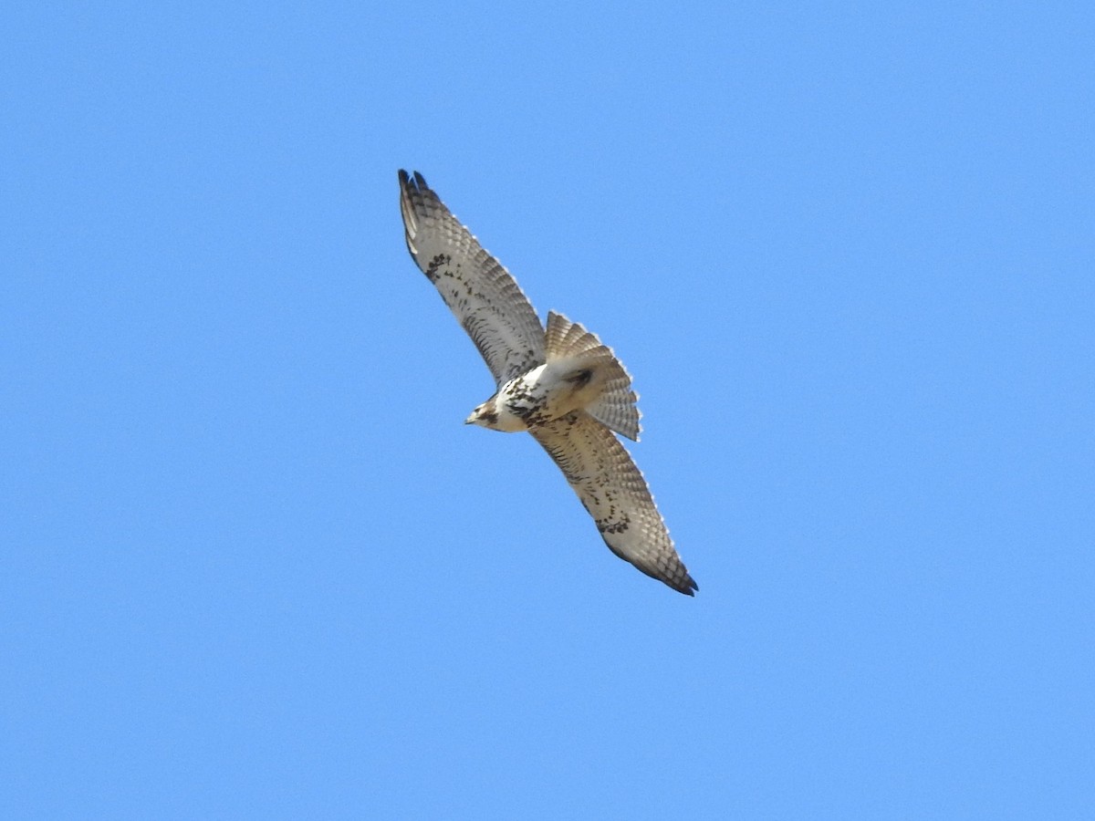 Red-tailed Hawk - Alan Ketcham