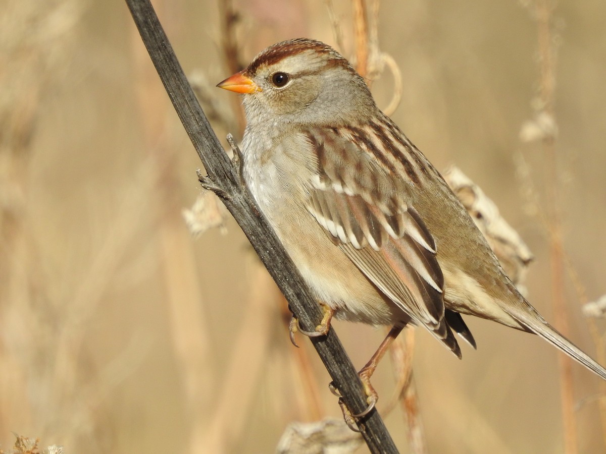 White-crowned Sparrow - Alan Ketcham