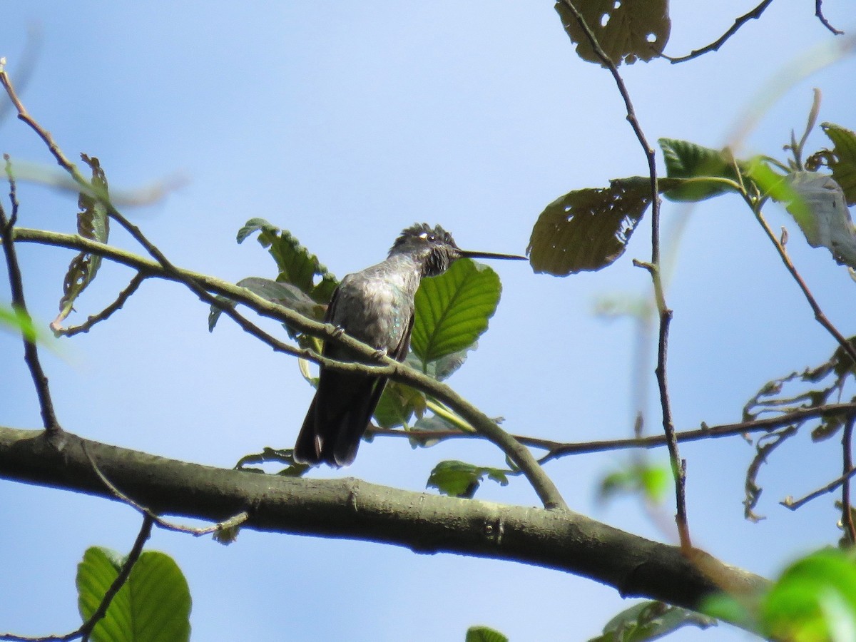 Talamanca Hummingbird - John van Dort