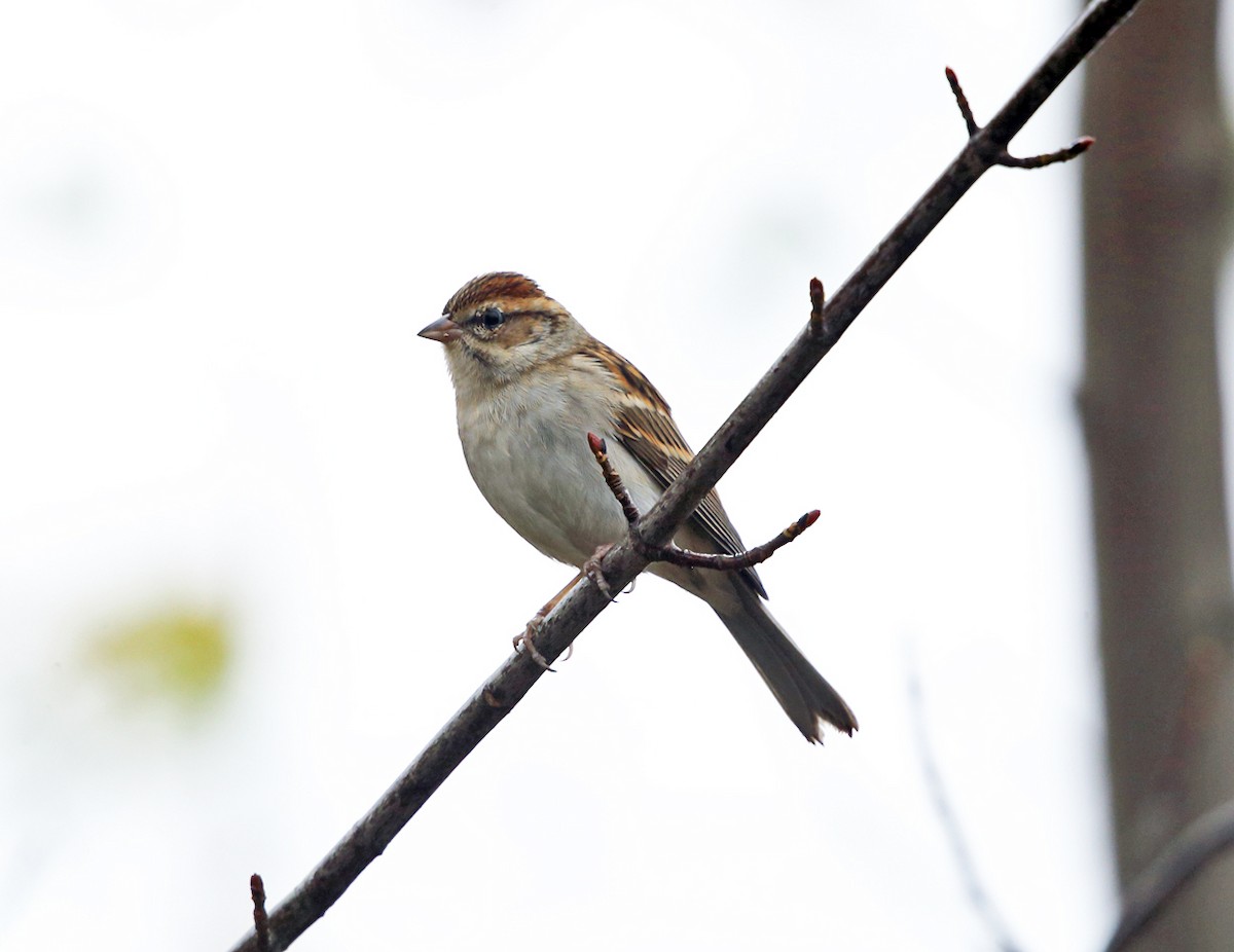 Chipping Sparrow - ML73465921