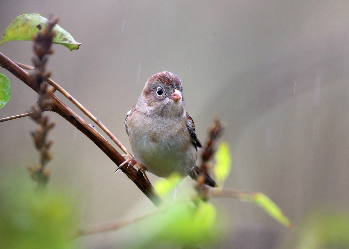 Field Sparrow - ML73465981