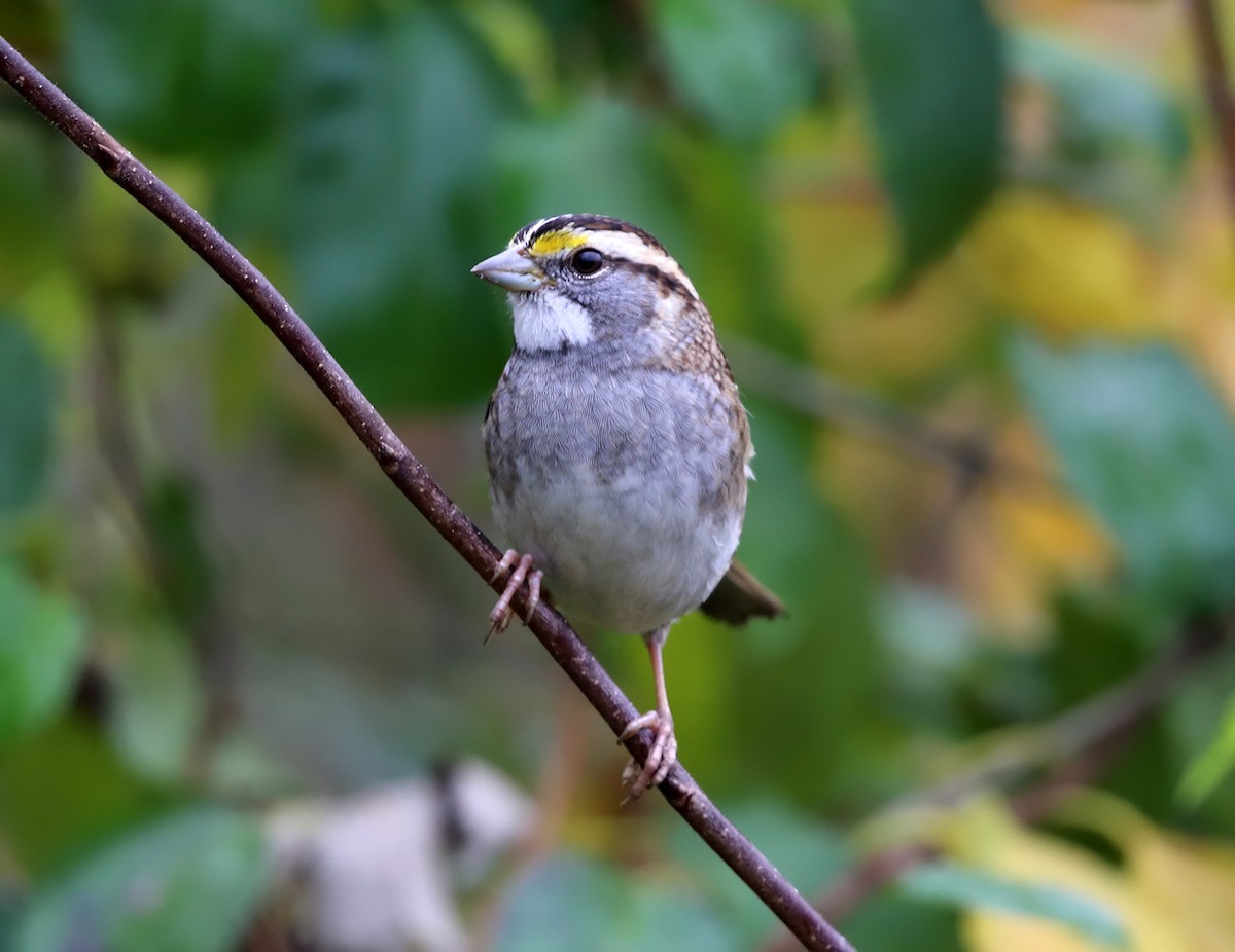 White-throated Sparrow - ML73466081