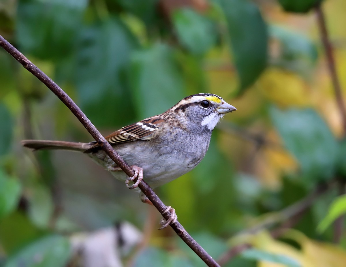 White-throated Sparrow - ML73466101