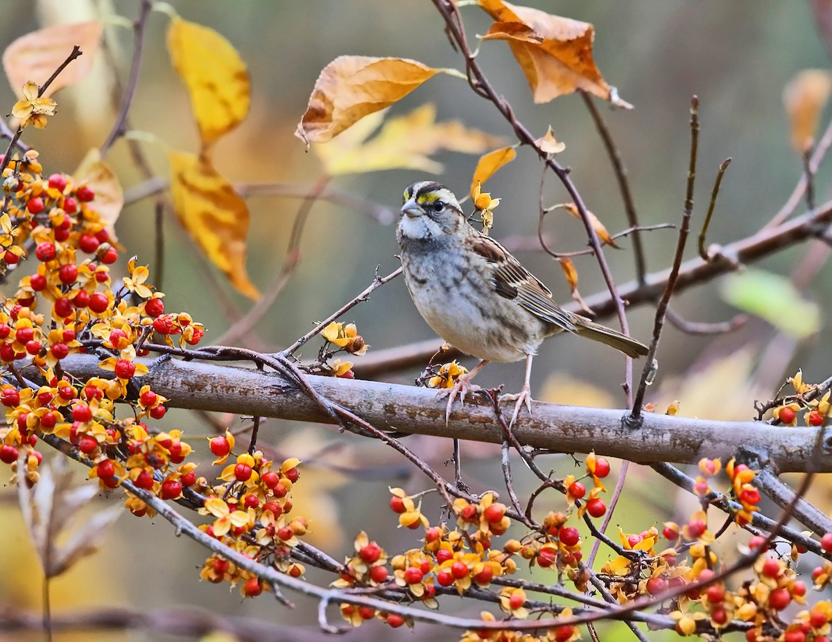 White-throated Sparrow - Tom Murray