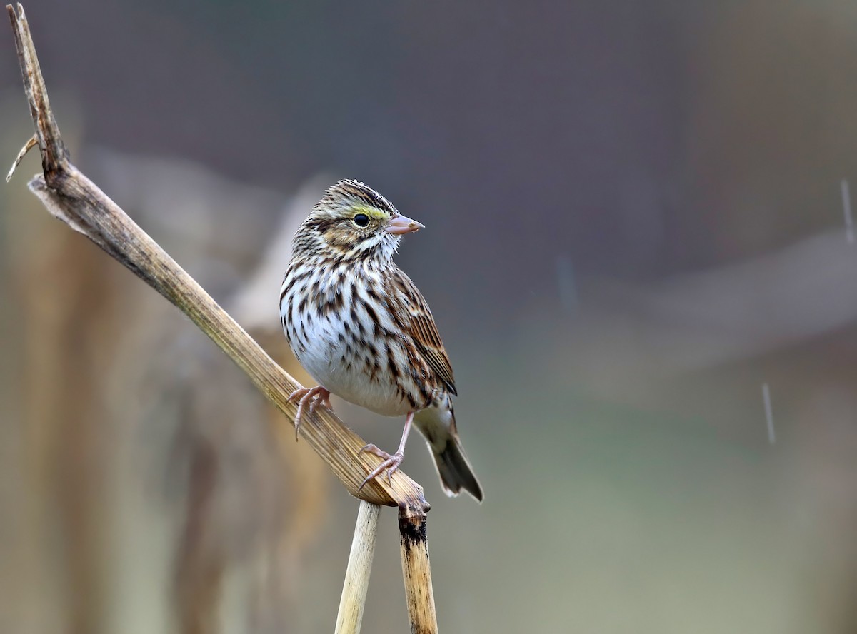 Savannah Sparrow - ML73466151