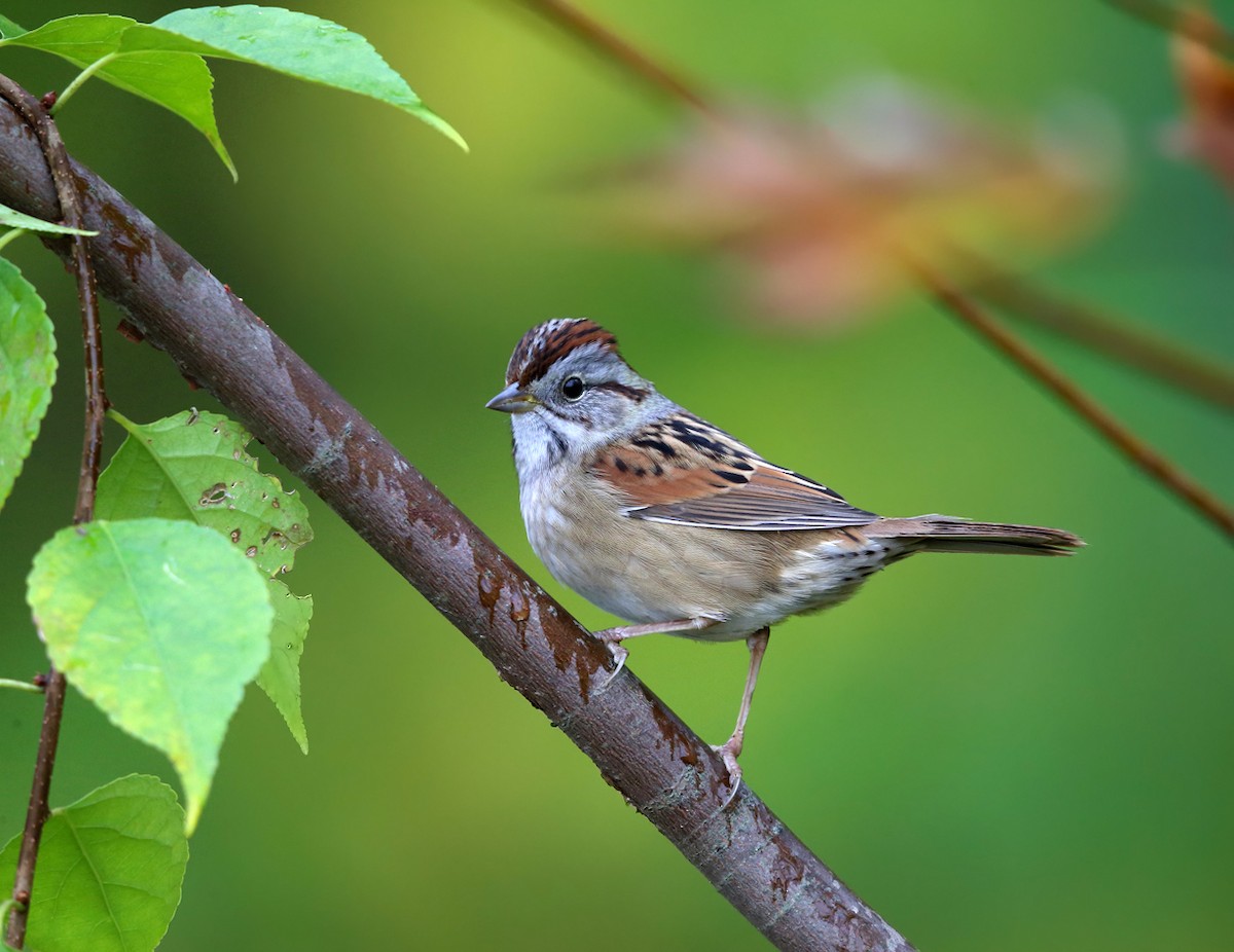 Swamp Sparrow - ML73466261
