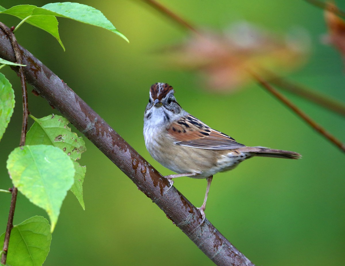 Swamp Sparrow - ML73466281