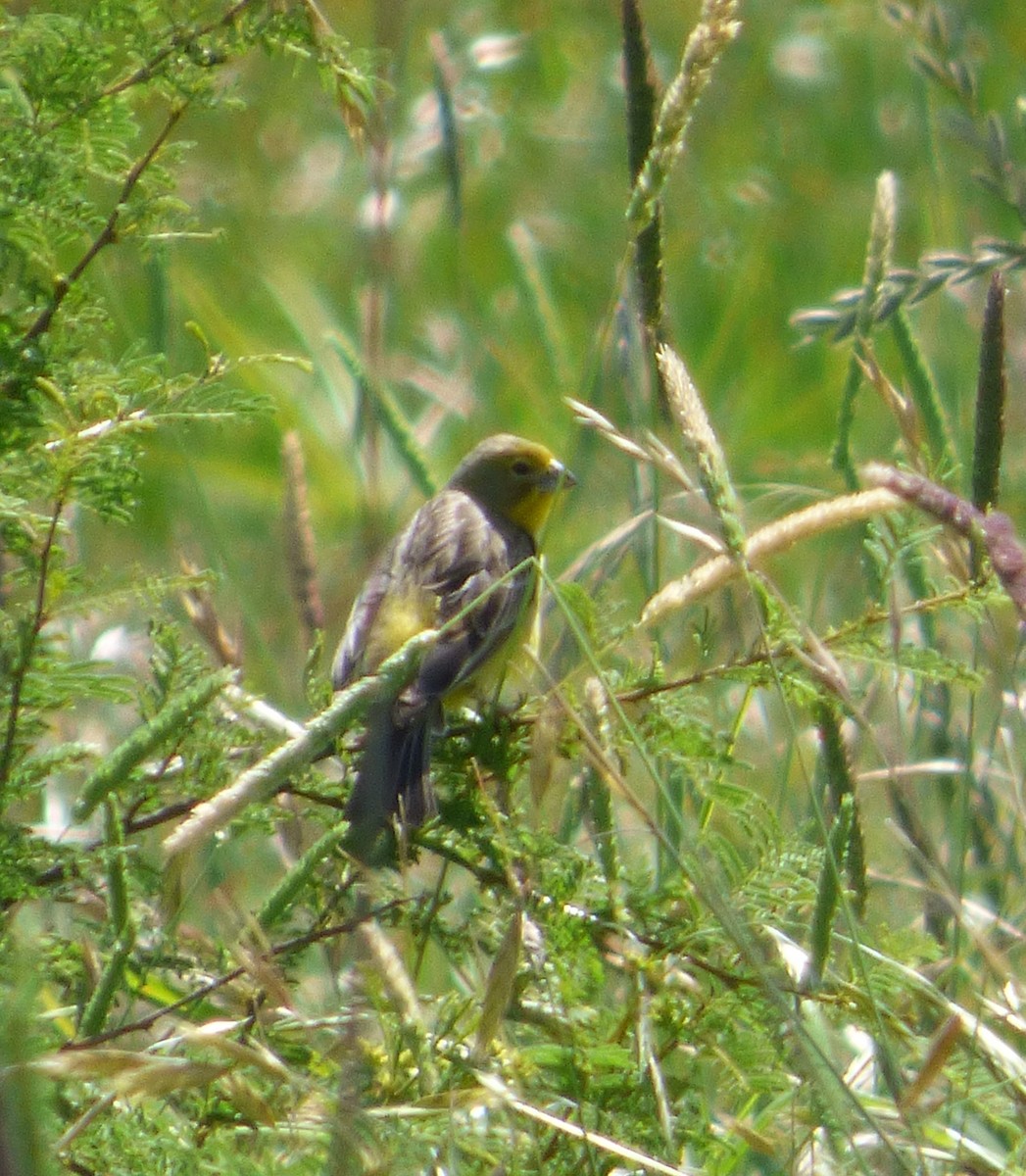 Grassland Yellow-Finch - Gaspar Borra