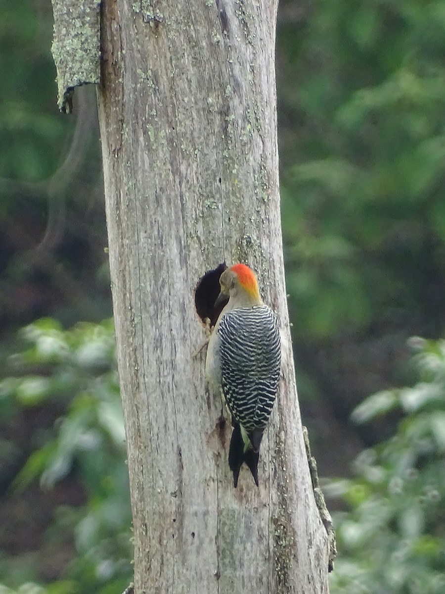 Golden-fronted Woodpecker - ML73467191