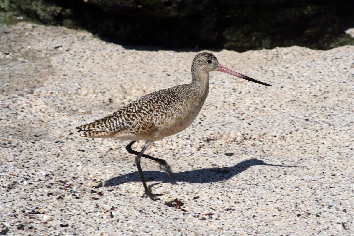 Marbled Godwit - Scott Young