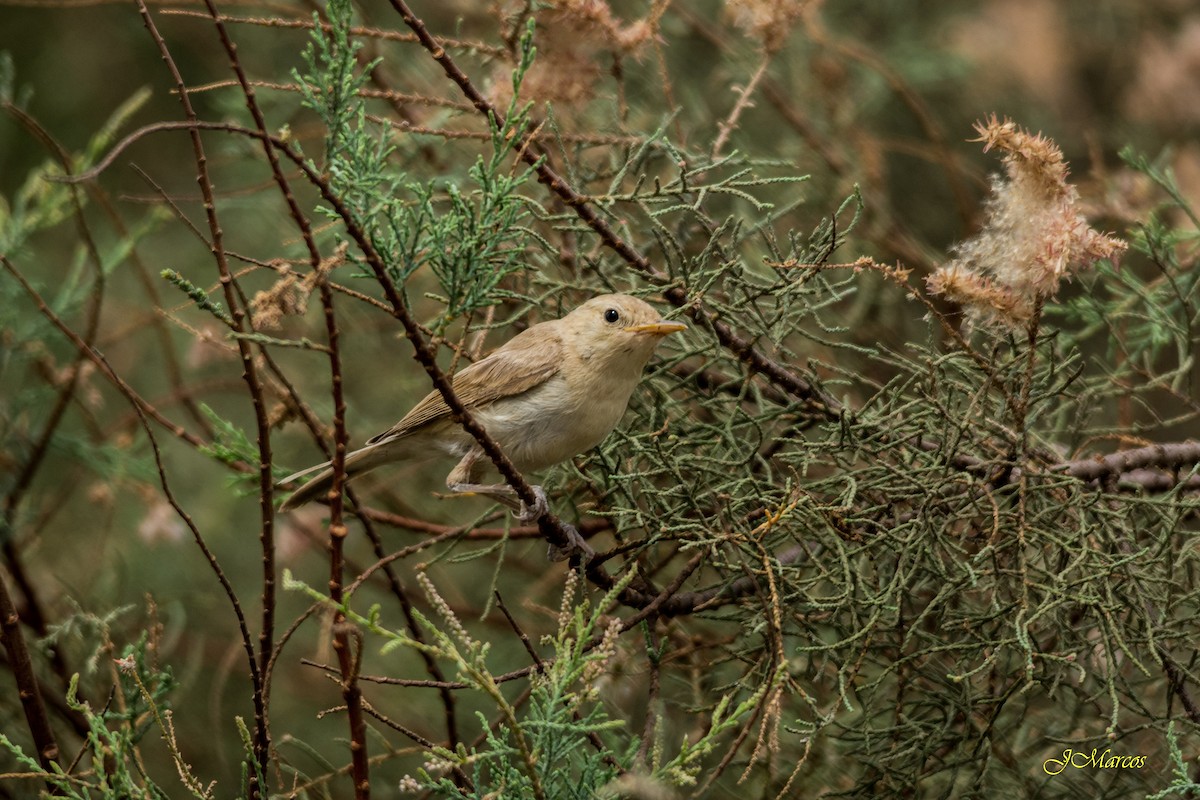 Western Olivaceous Warbler - J. Marcos Benito