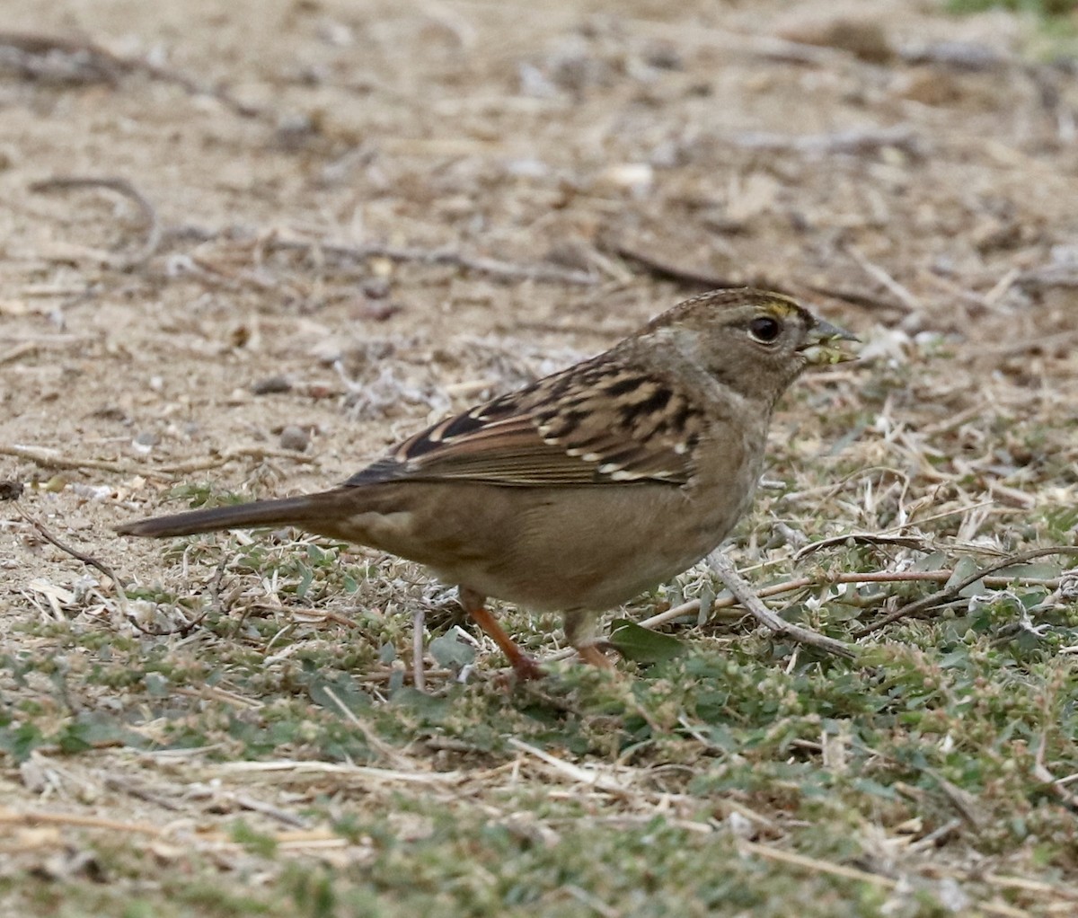 Golden-crowned Sparrow - John Bruin