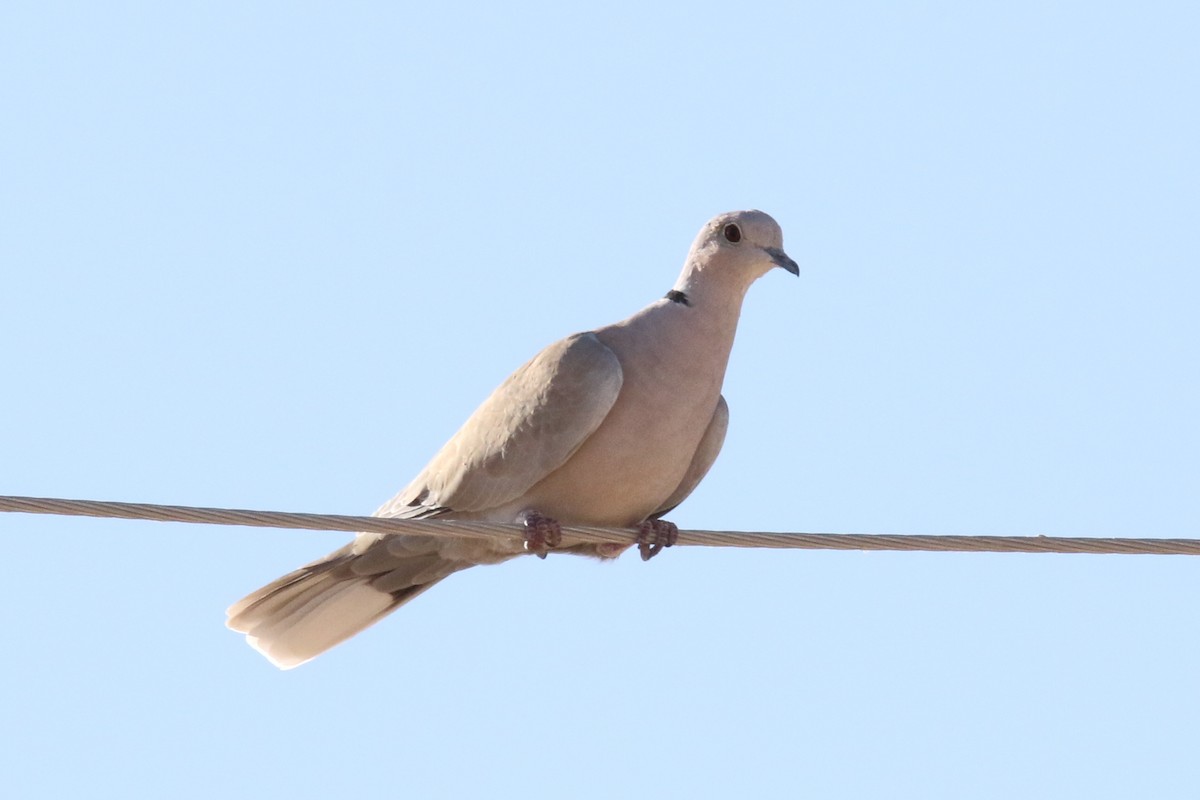 Eurasian Collared-Dove - ML73469021