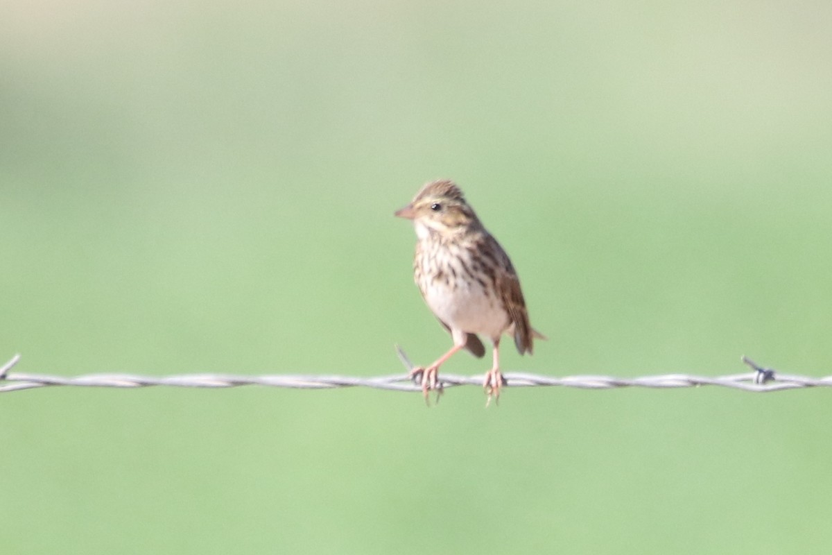 Savannah Sparrow - ML73469981