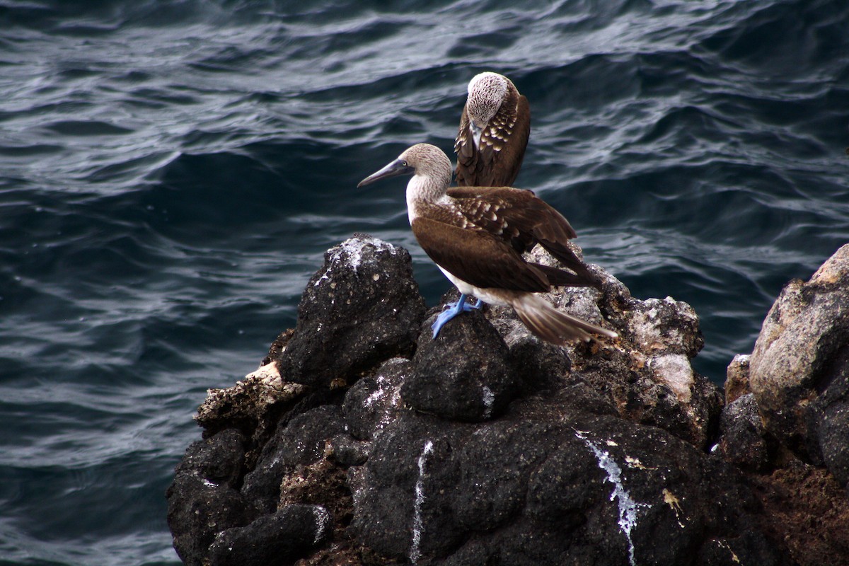 Blue-footed Booby - ML73470211