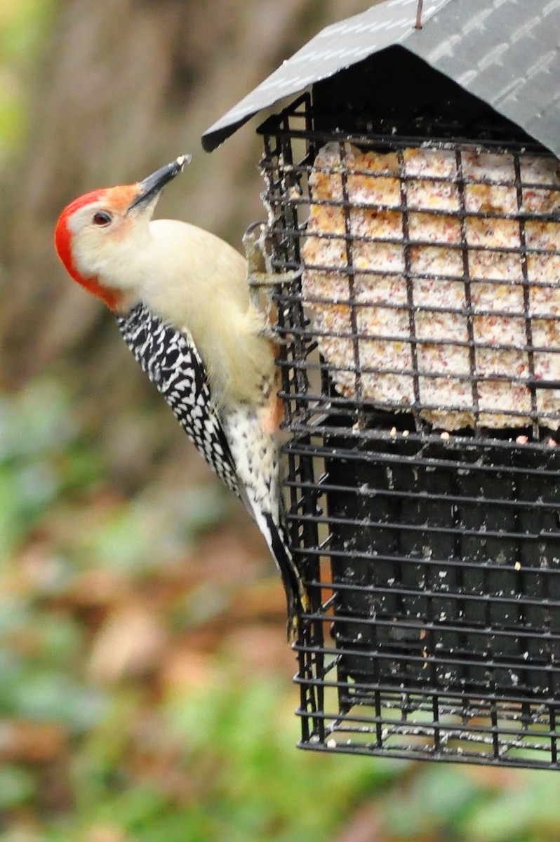 Red-bellied Woodpecker - Steve Kinsley