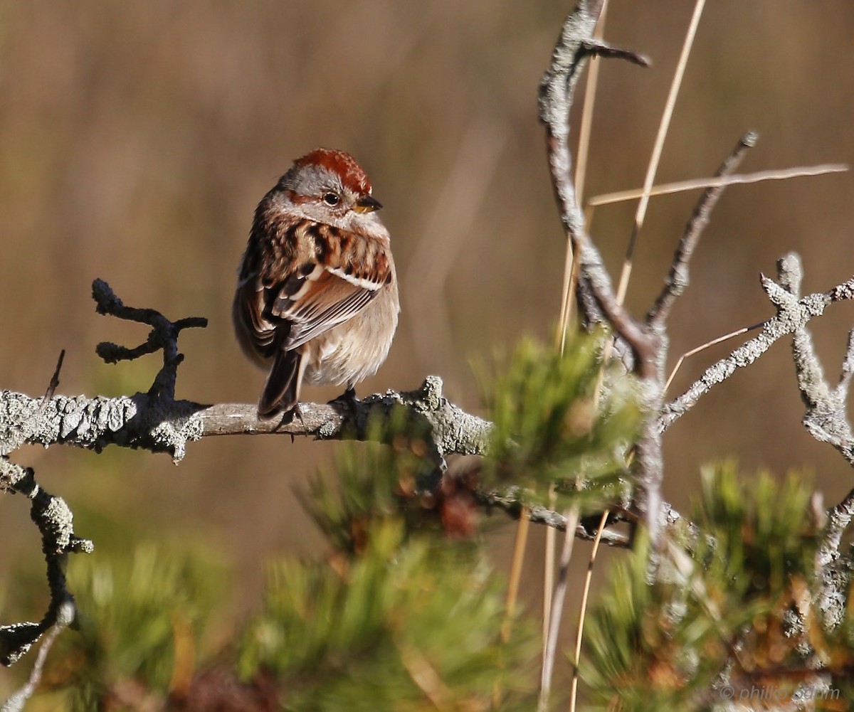American Tree Sparrow - Phillip Odum