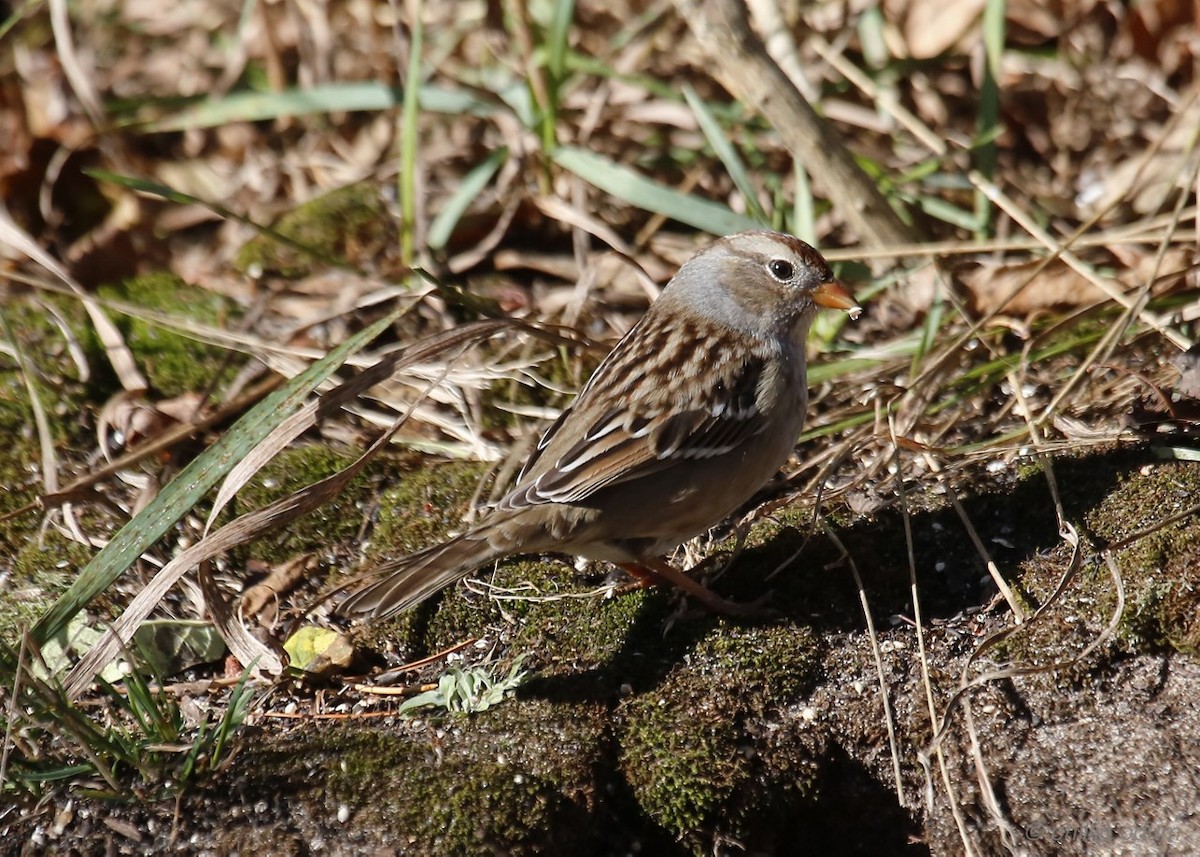 White-crowned Sparrow (Gambel's) - Phillip Odum