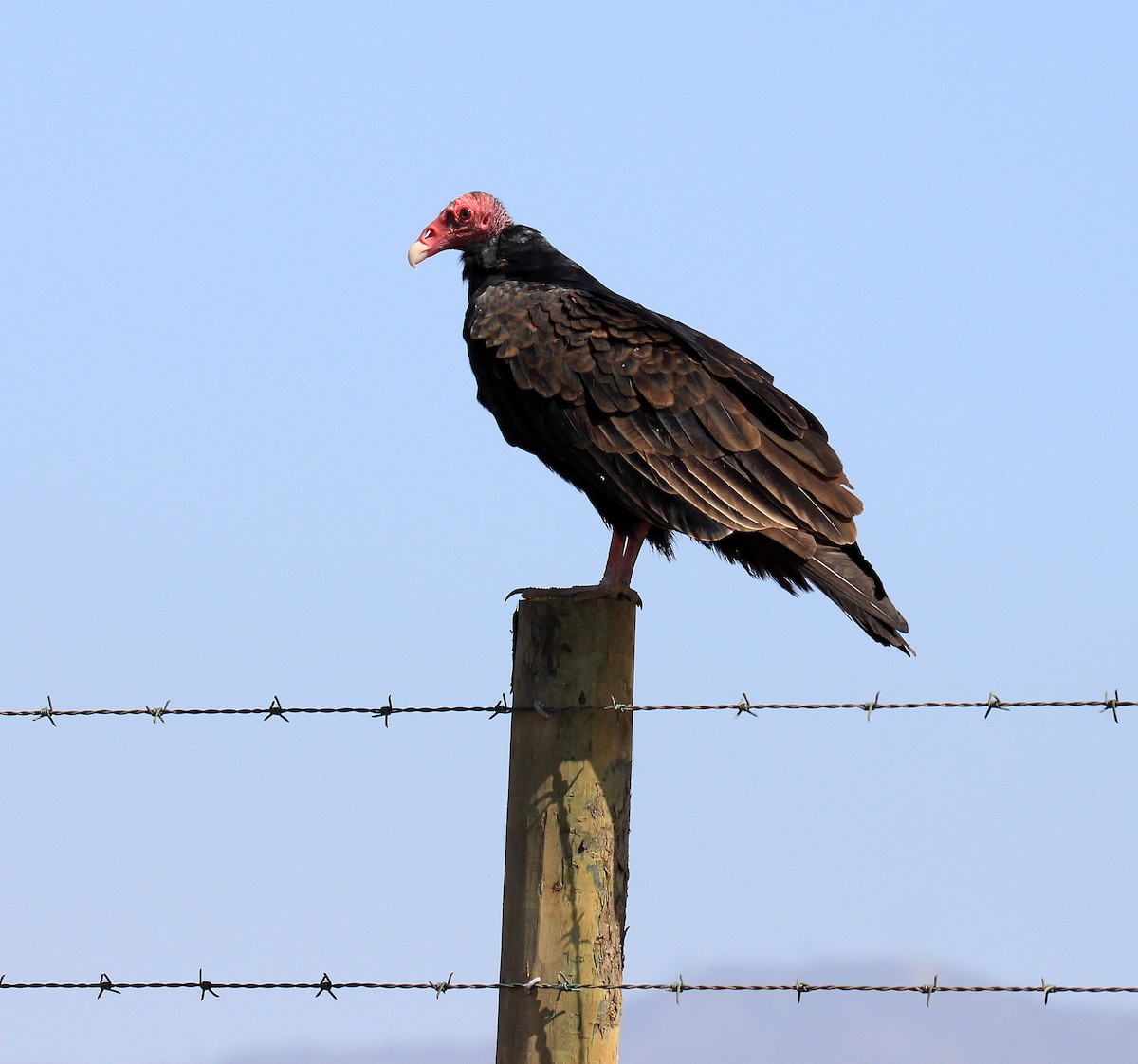 Turkey Vulture - Julianne Elliott