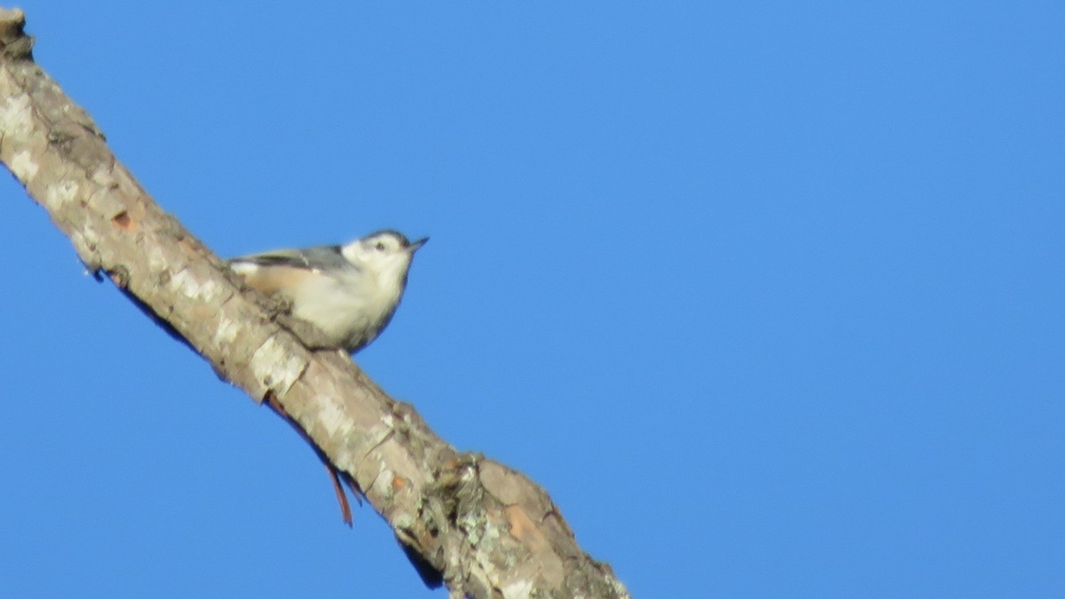 White-breasted Nuthatch - ML73477871