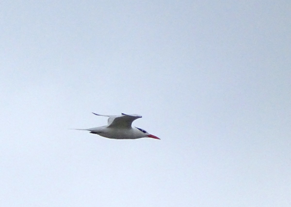 Royal Tern - Vander Stoetz