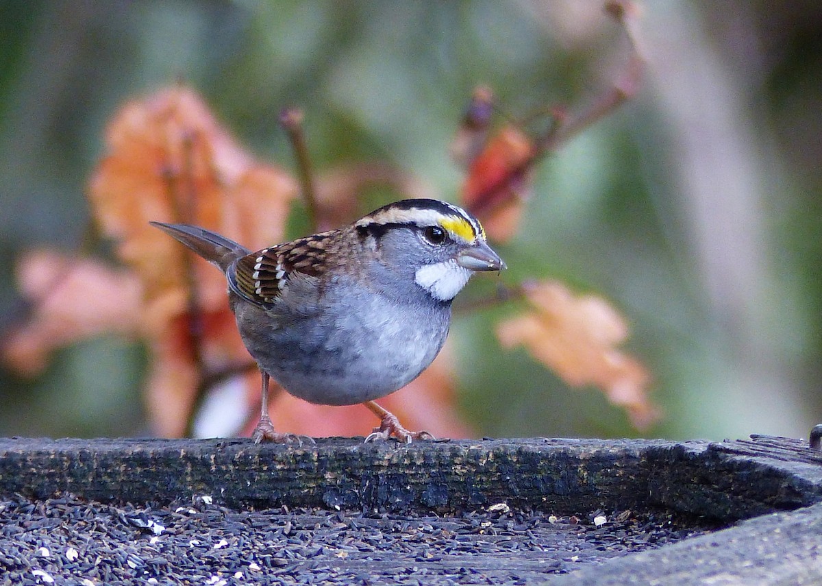 White-throated Sparrow - Rob Fowler