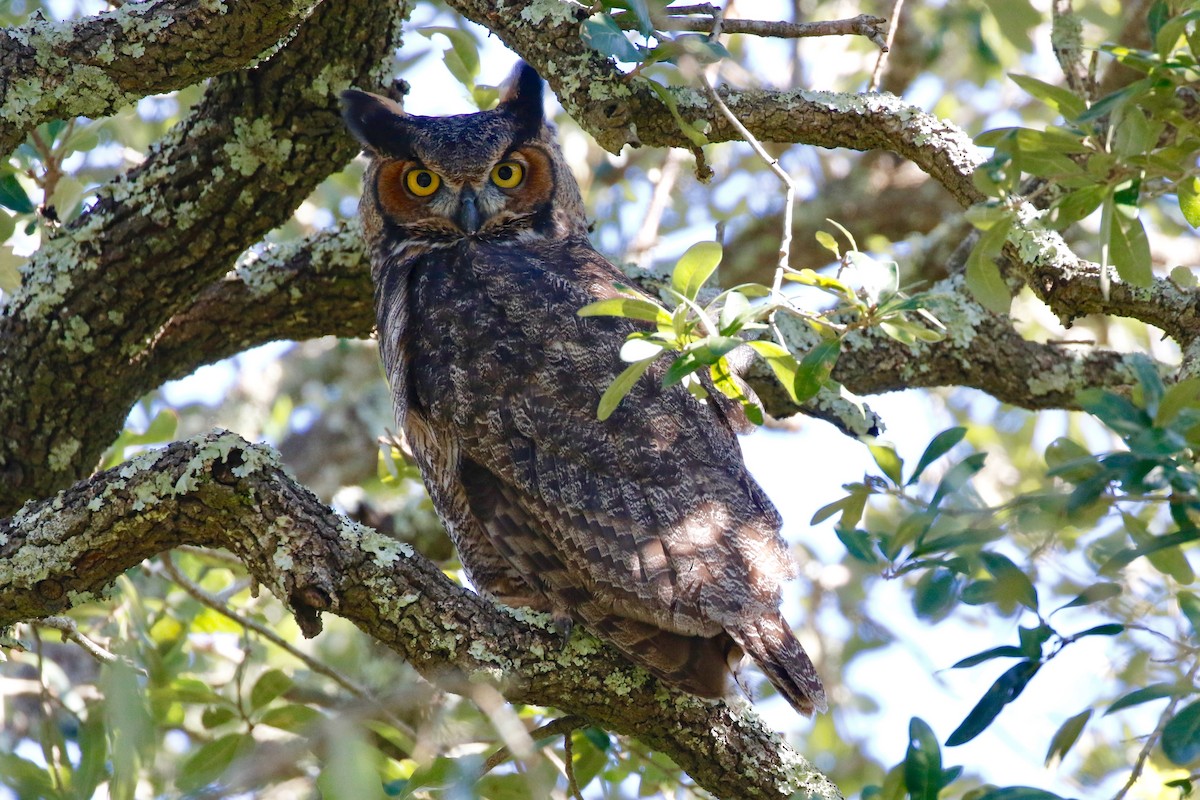 Great Horned Owl - Holly Cox