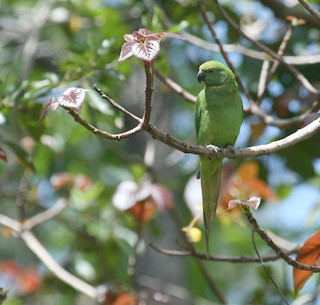  - Echo Parakeet