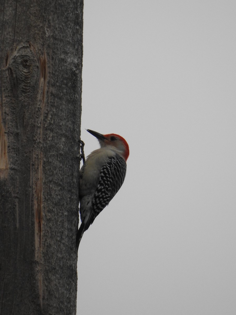 Red-bellied Woodpecker - Michael Doseck