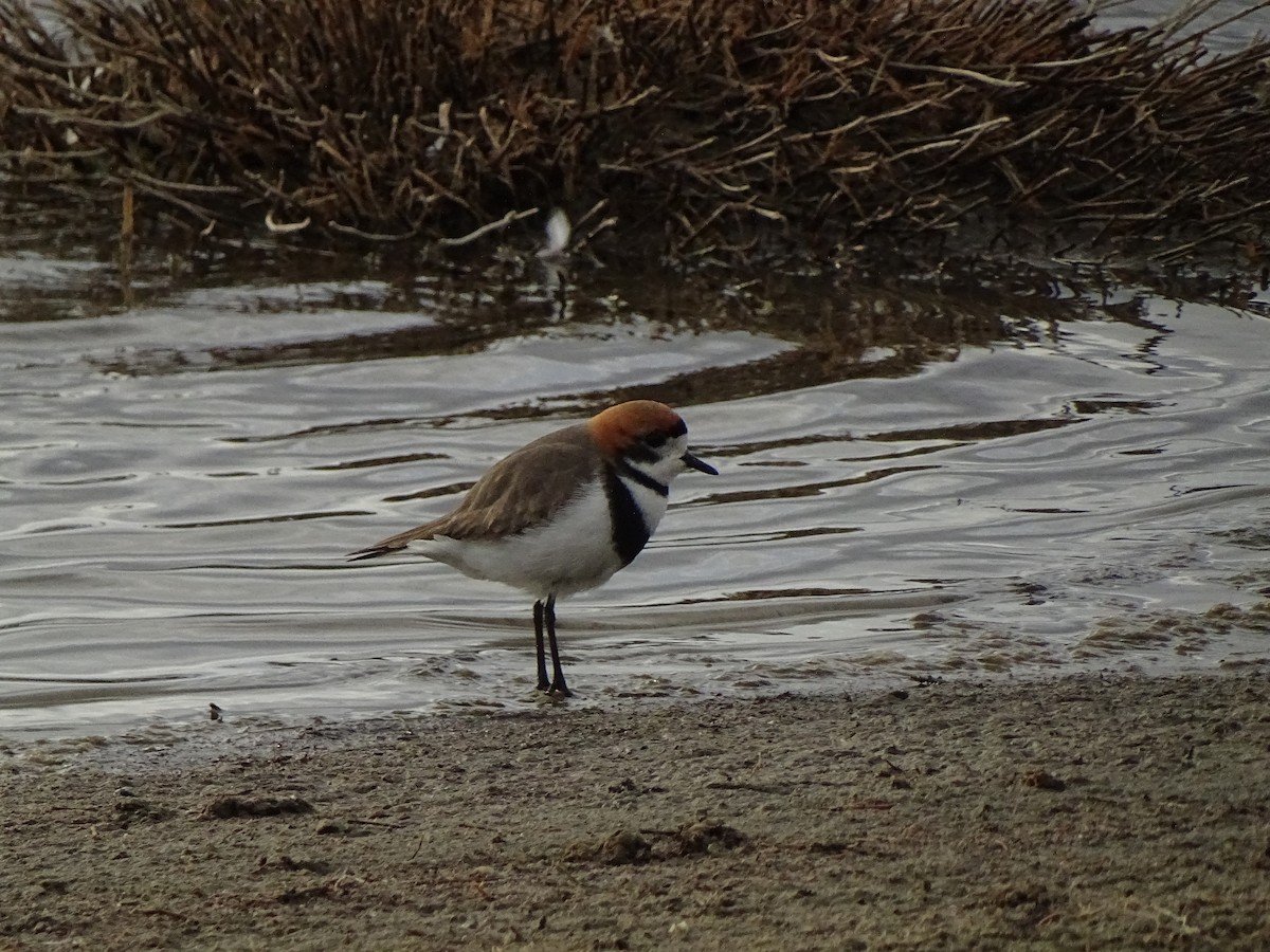 Two-banded Plover - ML73483651