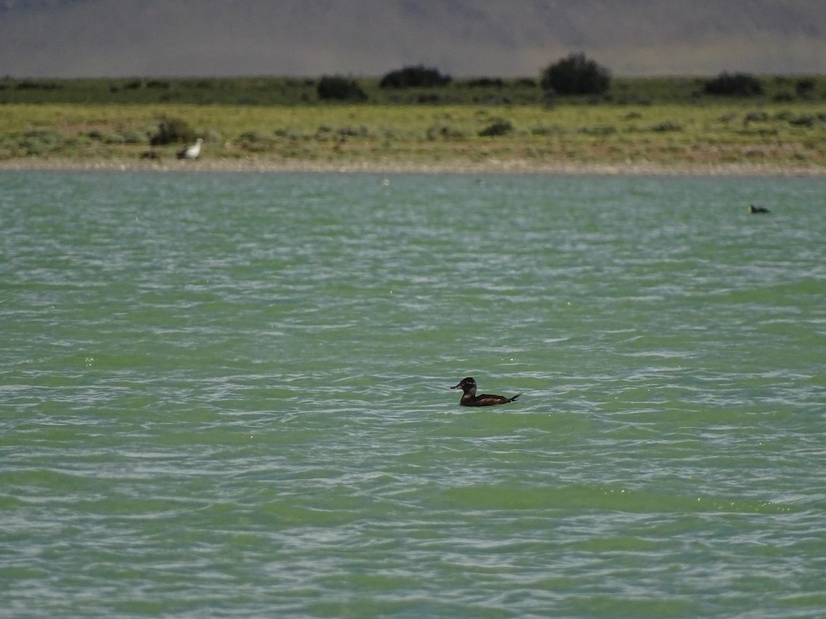 Andean Duck - ML73485441