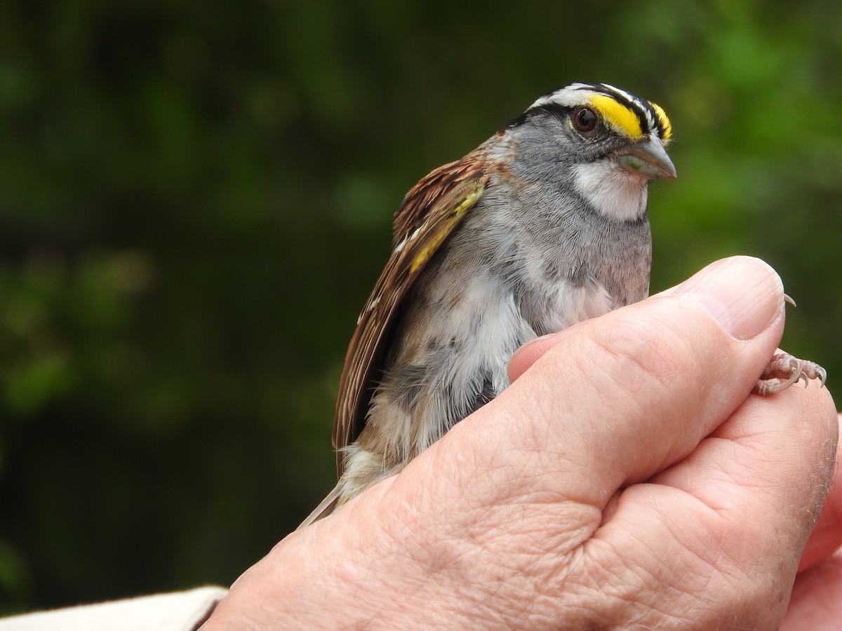 White-throated Sparrow - Aidan Coohill