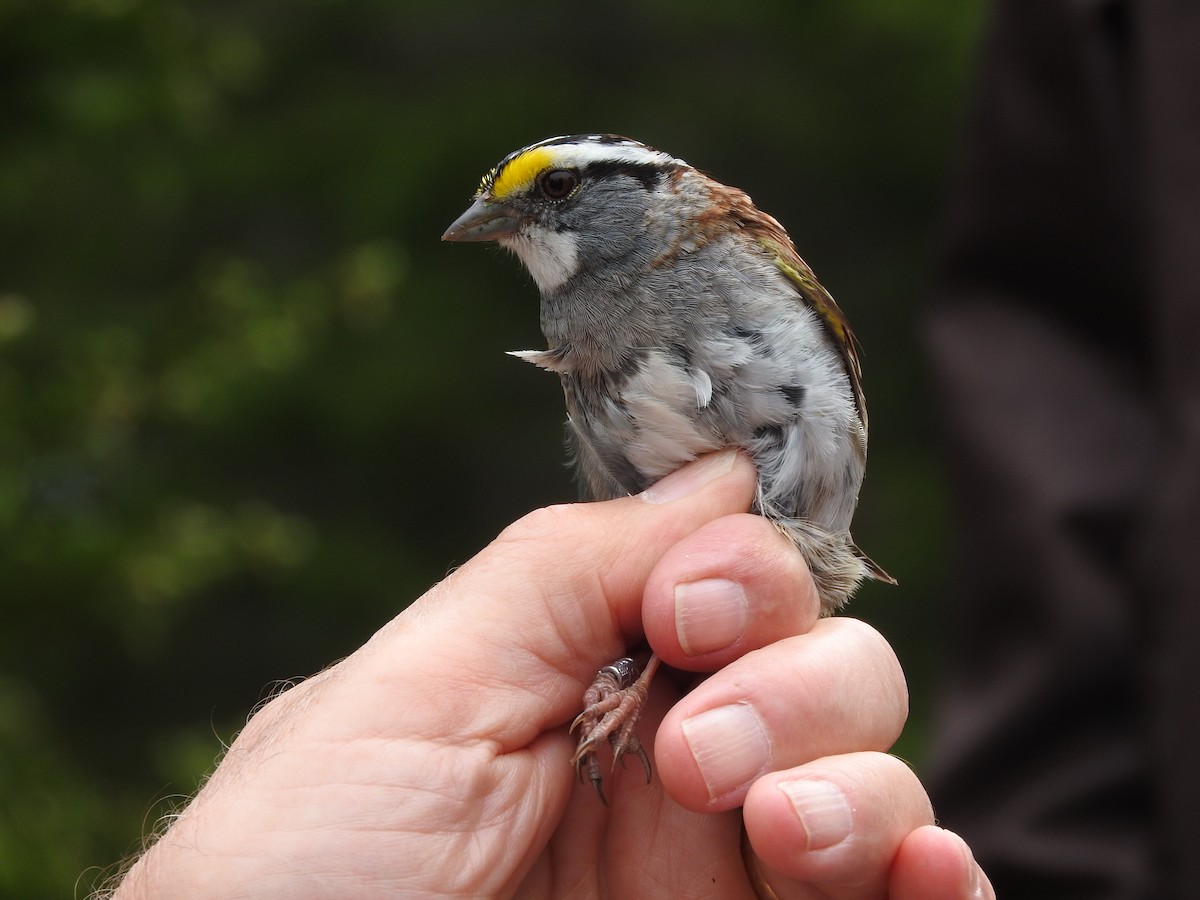 White-throated Sparrow - ML73487401