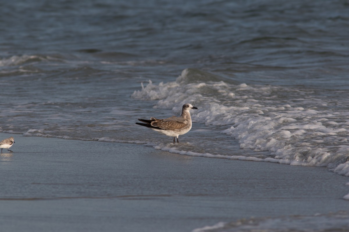 Laughing Gull - Justin Saunders