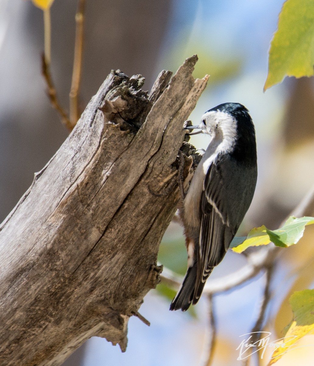 White-breasted Nuthatch - ML73490701