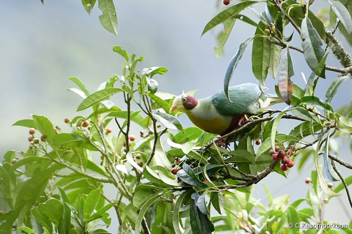 Yellow-breasted Fruit-Dove - Chaiyan Kasorndorkbua