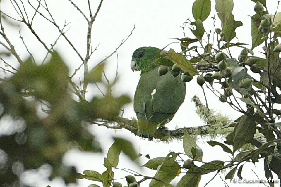 Mindanao Raket Kuyruklu Papağanı - ML73492801