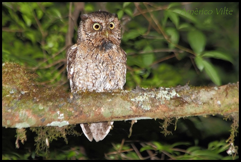Montane Forest Screech-Owl - Americo Vilte