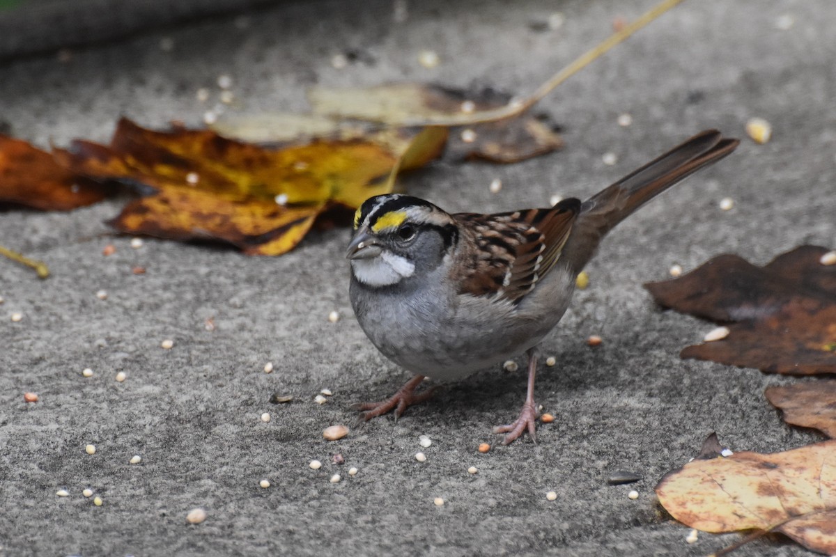 White-throated Sparrow - Chip  Gilbert