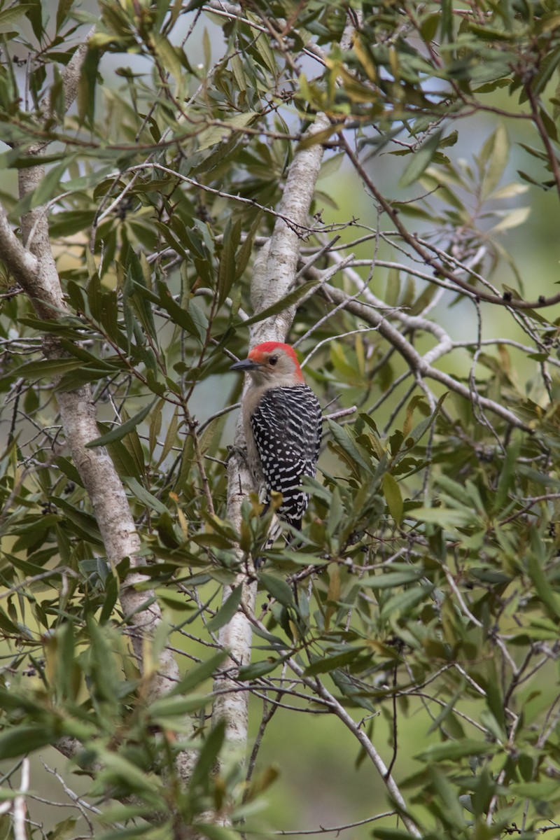 Red-bellied Woodpecker - Justin Saunders