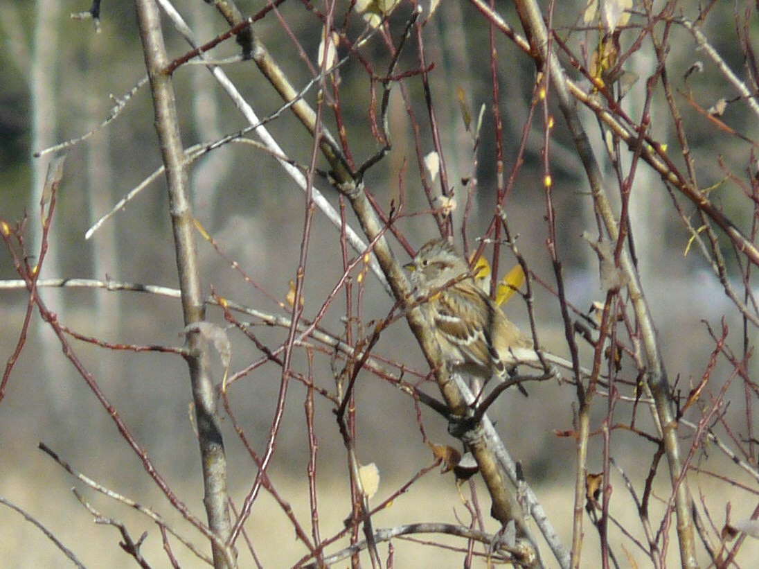 American Tree Sparrow - ML73501531