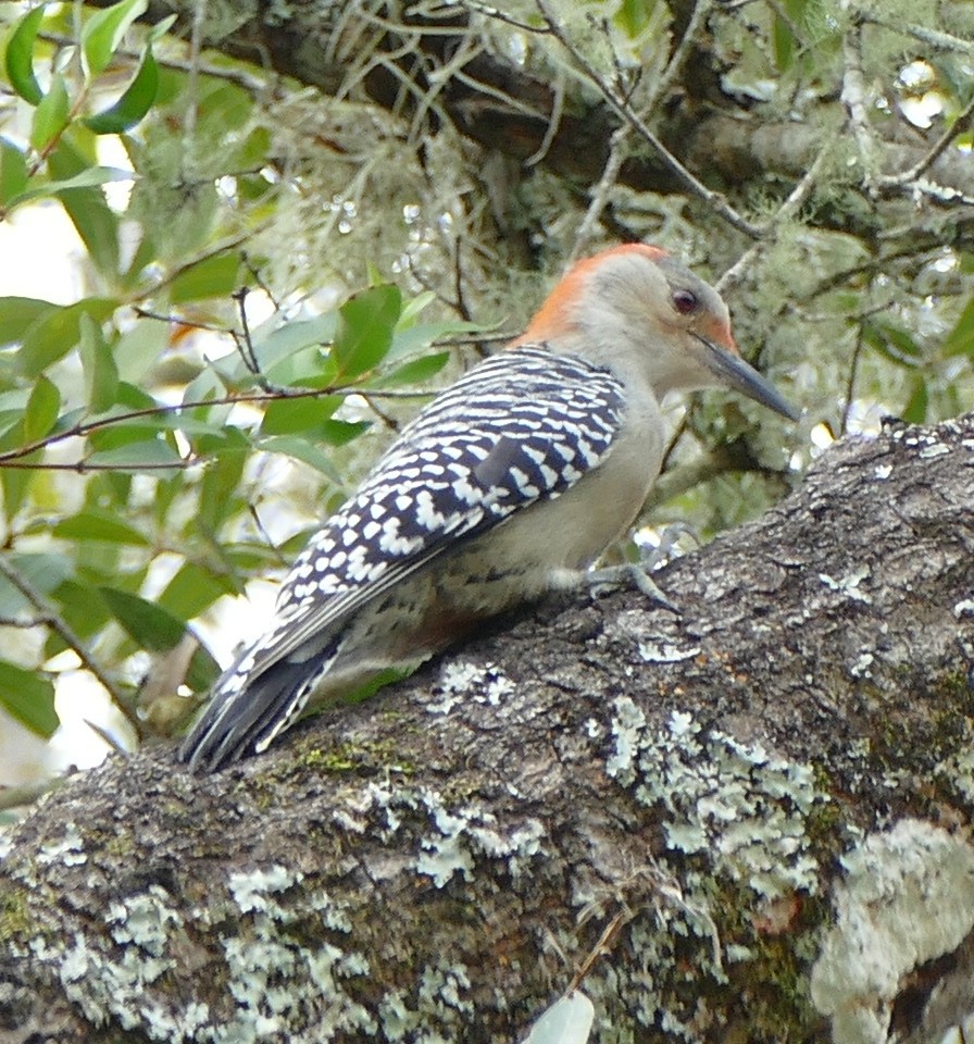 Red-bellied Woodpecker - Dave Bowman