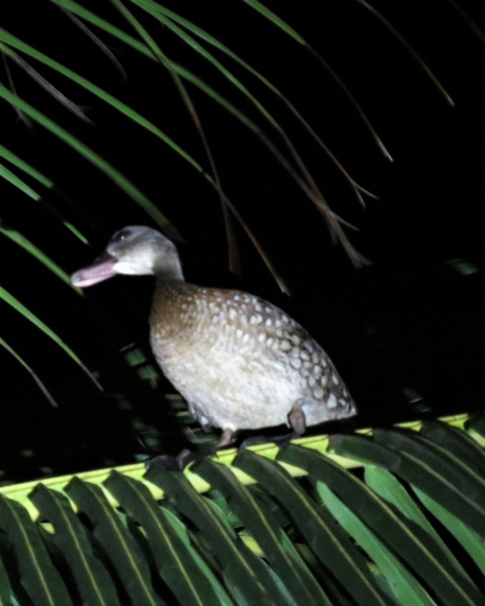 Spotted Whistling-Duck - ML73503621