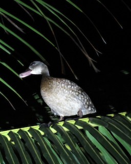 Spotted Whistling-Duck, ML73503621