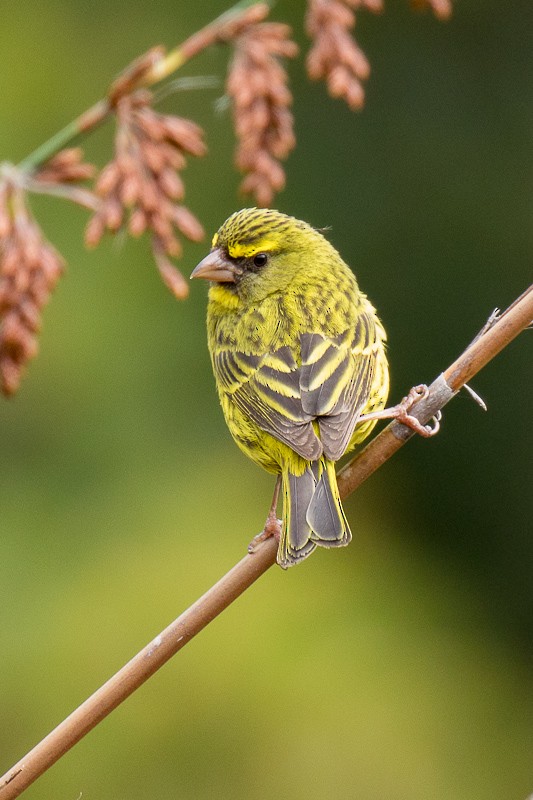 Forest Canary - ML73504541
