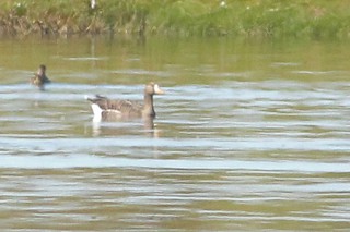 Greater White-fronted Goose, ML73504941