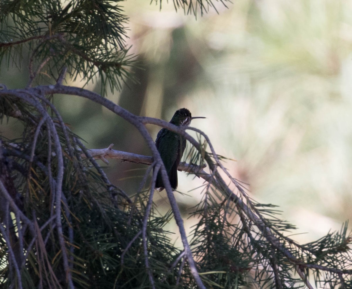 Rivoli's Hummingbird - Marty Herde