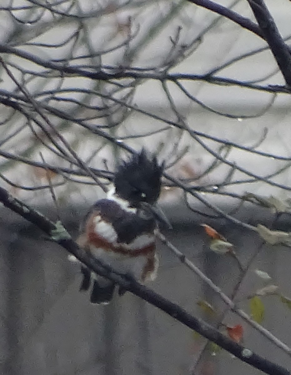 Belted Kingfisher - ML73506091